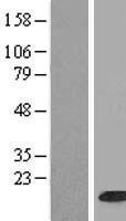 H2BC9 Human Over-expression Lysate