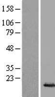 H2BC6 Human Over-expression Lysate