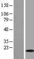 H2BC7 Human Over-expression Lysate