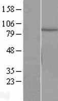 Cullin 2 (CUL2) Human Over-expression Lysate