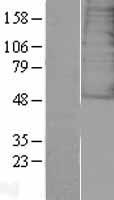 GALR3 Human Over-expression Lysate