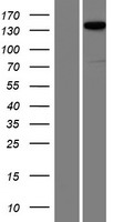 Liprin alpha 2 (PPFIA2) Human Over-expression Lysate