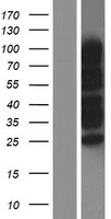 RANBP3 Human Over-expression Lysate