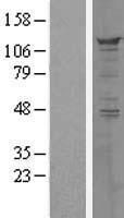 PPFIBP1 Human Over-expression Lysate