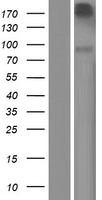 Neurotrypsin (PRSS12) Human Over-expression Lysate