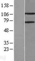 PARG Human Over-expression Lysate