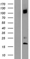 ITGA8 Human Over-expression Lysate