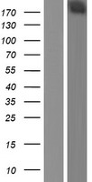 DENN (MADD) Human Over-expression Lysate