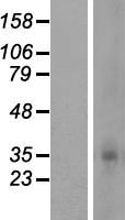 OR5F1 Human Over-expression Lysate
