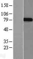 p63 (TP63) Human Over-expression Lysate