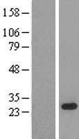 SFRS9 (SRSF9) Human Over-expression Lysate