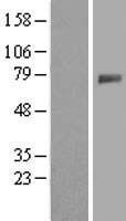 GALNT4 Human Over-expression Lysate