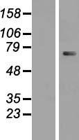 CTNNAL1 Human Over-expression Lysate