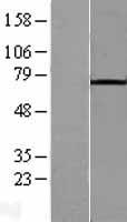 RANK (TNFRSF11A) Human Over-expression Lysate