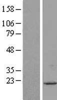 UXT Human Over-expression Lysate