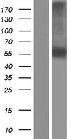 NEURL (NEURL1) Human Over-expression Lysate