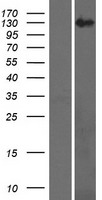 RECQ4 (RECQL4) Human Over-expression Lysate
