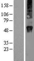 RAB3D Human Over-expression Lysate