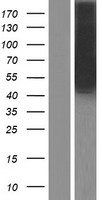 Arrestin C (ARR3) Human Over-expression Lysate