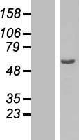 OSGIN2 Human Over-expression Lysate