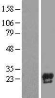 Precerebellin (CBLN1) Human Over-expression Lysate