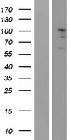 Eph receptor A2 (EPHA2) Human Over-expression Lysate