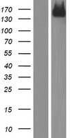 Her2 (ERBB2) Human Over-expression Lysate