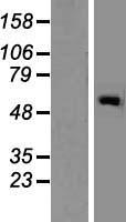 GALNT2 Human Over-expression Lysate