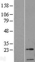 TFIIA2 (GTF2A2) Human Over-expression Lysate