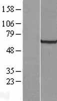 GRB 14 (GRB14) Human Over-expression Lysate