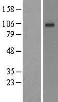 KCNQ3 Human Over-expression Lysate