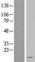 NDUFA3 Human Over-expression Lysate