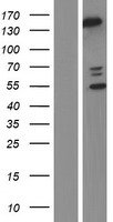 Phospholipase C beta 2 (PLCB2) Human Over-expression Lysate