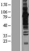 BAT3 (BAG6) Human Over-expression Lysate