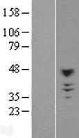 CHST10 Human Over-expression Lysate