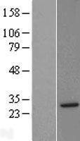 Syntaxin 8 (STX8) Human Over-expression Lysate