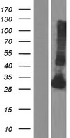 Kallikrein 4 (KLK4) Human Over-expression Lysate