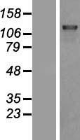 DHX8 Human Over-expression Lysate