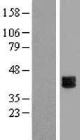 Epiphycan (EPYC) Human Over-expression Lysate
