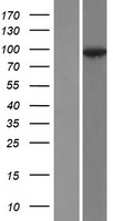 Desmocollin 2 (DSC2) Human Over-expression Lysate