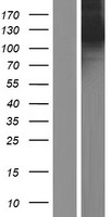 Kinesin 5A (KIF5A) Human Over-expression Lysate