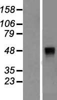 KIR2.3 (KCNJ4) Human Over-expression Lysate