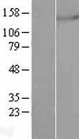 mtRNA polymerase (POLRMT) Human Over-expression Lysate