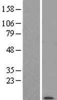 POLR2K Human Over-expression Lysate