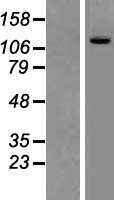 PIK3CD Human Over-expression Lysate
