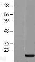 Profilin 1 (PFN1) Human Over-expression Lysate