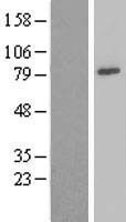 NDUFS1 Human Over-expression Lysate