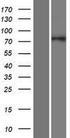 GOLGA5 Human Over-expression Lysate
