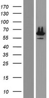 ROD1 (PTBP3) Human Over-expression Lysate