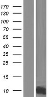 GCHFR Human Over-expression Lysate
